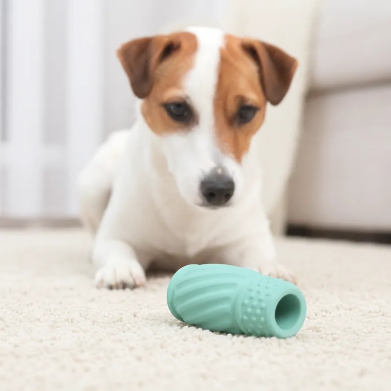 jouet de mastication du chien